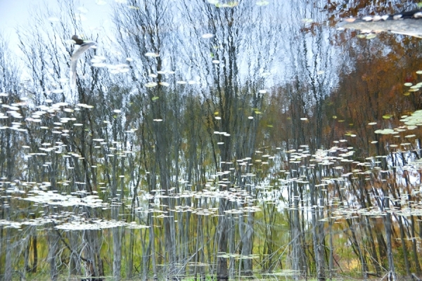 Photograph Michael Filonow Reflection 1 on One Eyeland
